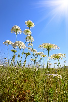 Yarrow